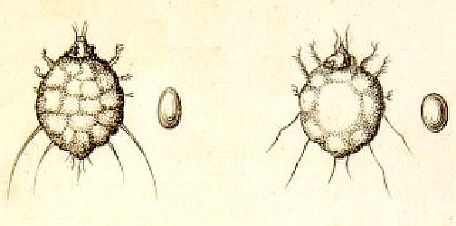 Cosimos Drawings of Scabies and Eggs