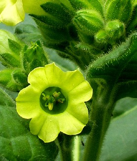 Tobacco Plant