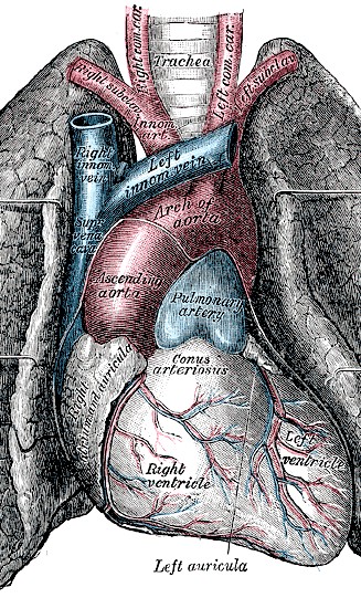 Gray's Anatomy Heart