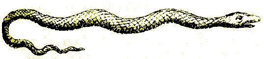 Water Snake, Cooke
