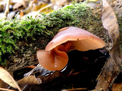Woodear Mushroom