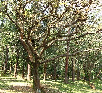 Copaifera Tree