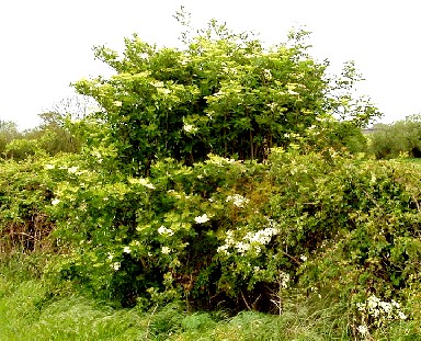 Ellder Flowers Growing in a Hedge