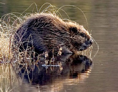European Beaver