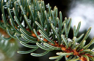 Drops of Water on Spruce Needles