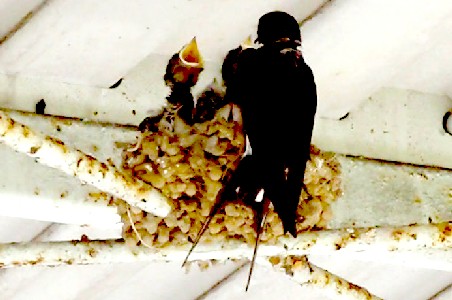 Swallow's Nest
