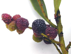 Bayberry Fruit