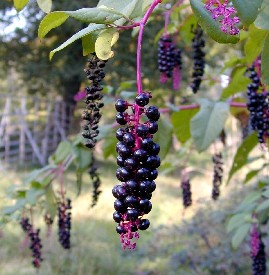 Kermes Berries